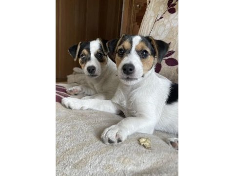 Yavru jack russell