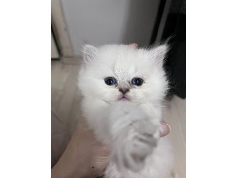 British longhair erkek (açıklamayı okuyunuz)