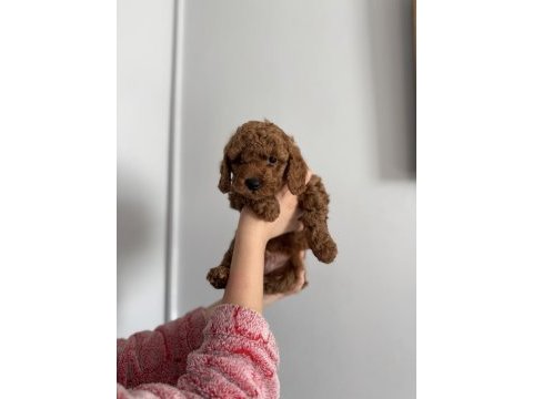 Toy poodle köpeğimiz