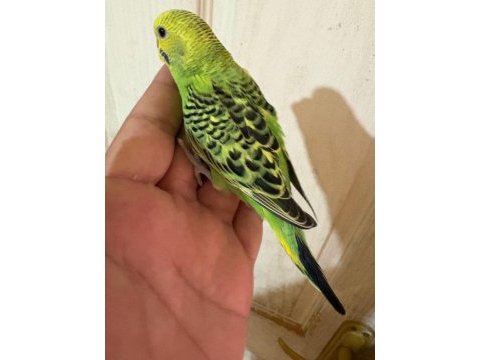 36 günlük renk güzeli muhabbet kuşu bebek