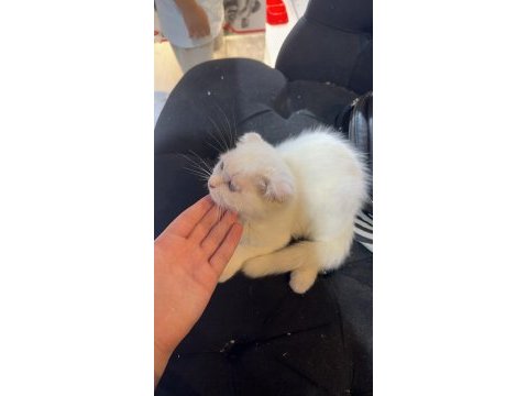 Kırık kulak beyaz british shorthair yavrumuz