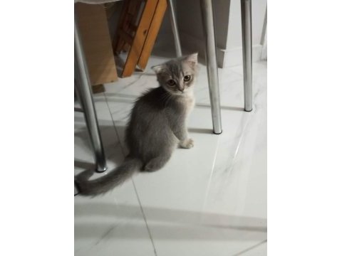 Scottish fold yavrularımız