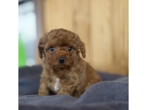 Show kalite poodle yavrularımız