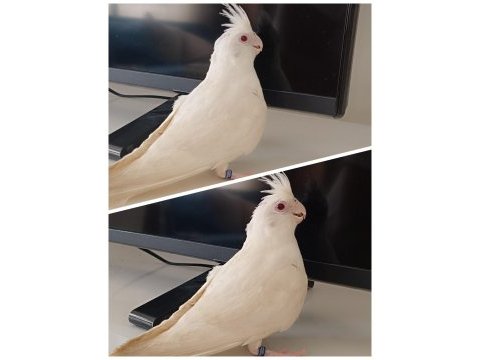 Bebek albino sultan papağanı pamuk evcil ev üretimi