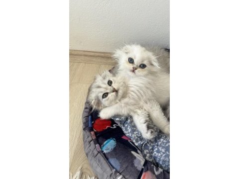 Scottish fold ve straight bebeklerim 65 günlük oldular