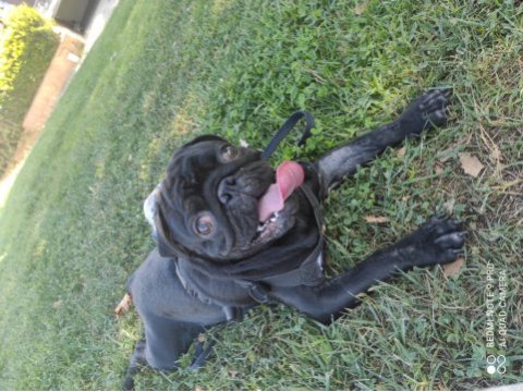 Siyah erkek pug