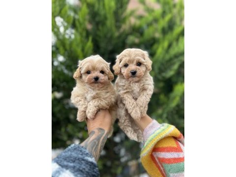Ankaranın en güzel maltipoo yavruları