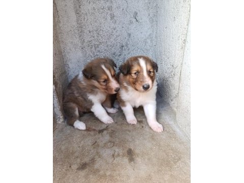 Rouch collie