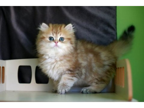 2,5 aylık british longhair erkek yavru