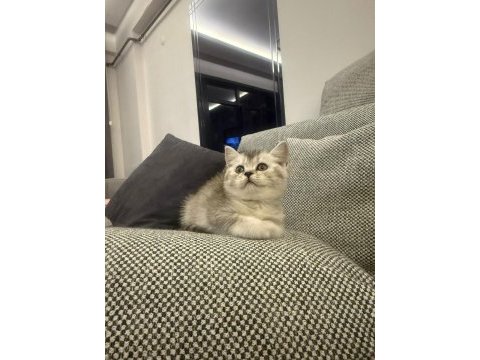 British shorthair silver point