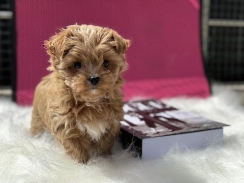 Çok özel wc eğitimli tea cup morkie yavrularımız