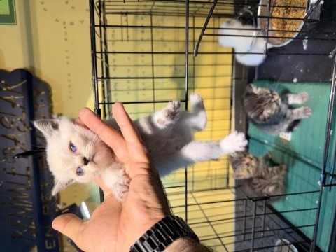 1 aylık bebekler çok sağlıklı yavru kedimiz