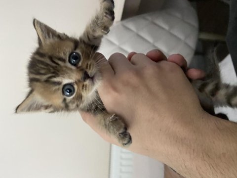 1 aylık british shorthair bebişler