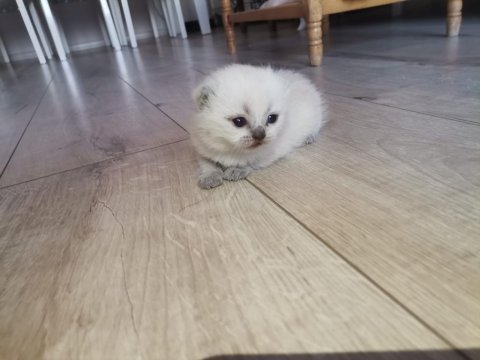 Orijinal british shorthair blue point ve scottish straight