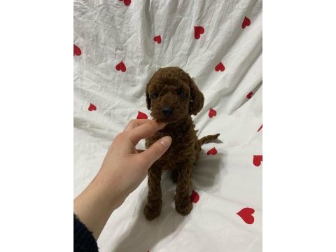 Toy poodle bebekler teslime hazır