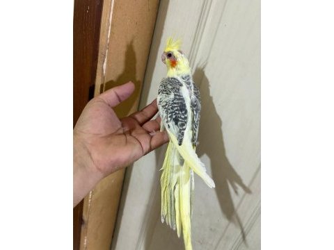 57 günlük kusursuz pied sultan bebek