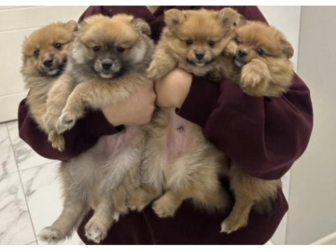 Pomeranian spitz tilki surat 2 ay anne baba cins yavrular