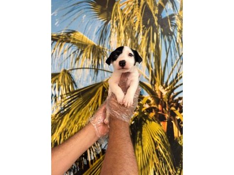 Kısa bacak jack russell