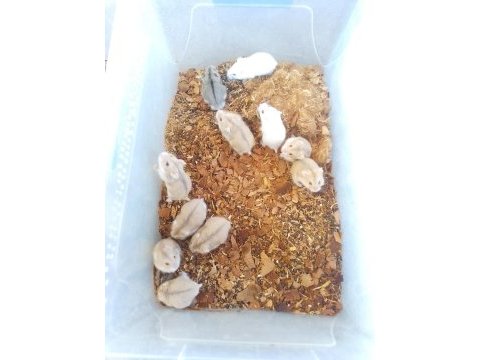 Üreticiden gonzales hamster
