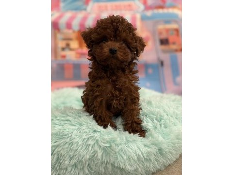 Orjinal kore poodle bebekler