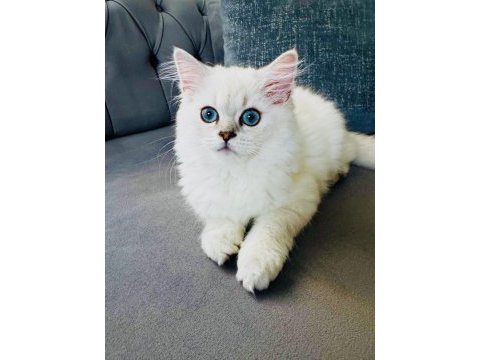 Saf kan british longhair