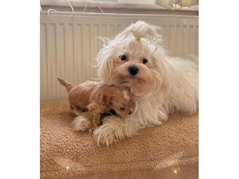 Teacup boy ev doğumlu maltipoo bebekler