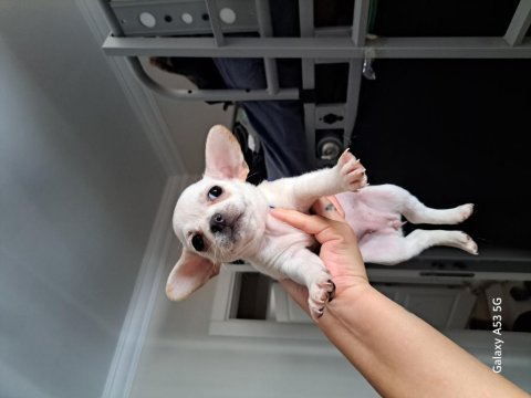 Chihuahua yavrular