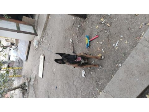 Sahibinden sahiplendirilecek köpekler