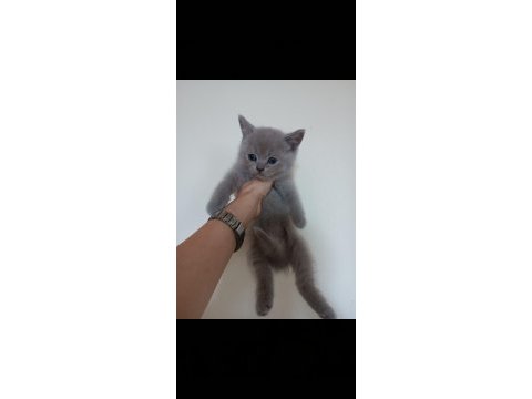2 aylık lilac british shorthair