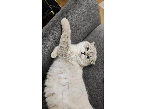 Scottish fold dişi kedimiz