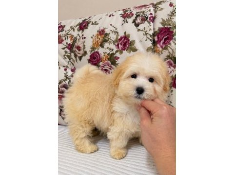 Maltipoo biblo erkek