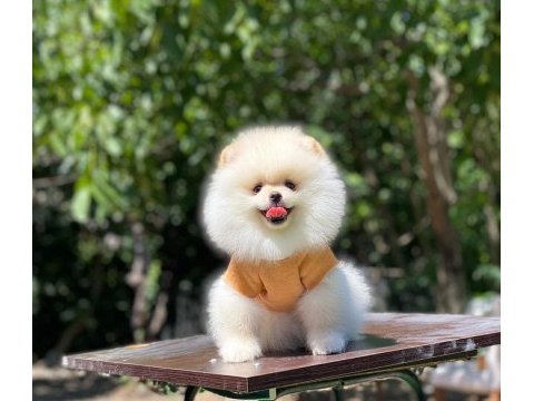 2 aylık dişi pomeranian yavru