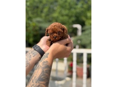 Wc eğitimli  toy poodle yavruları