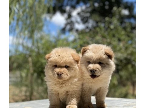 Chow chow çin aslanı