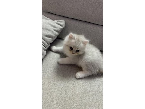 Sevimli kardeş kediler