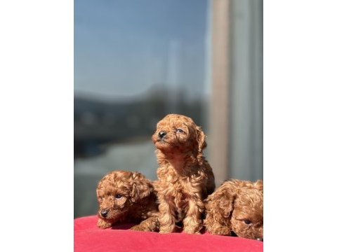 Teslime hazır kg garantili toy poodle yavrular