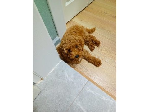 Kore top poodle show