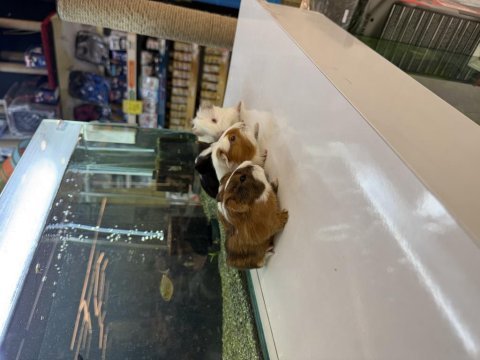 Ginepig yavruları citypetshop