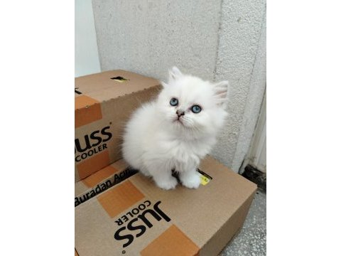 Mavi boncuk british longhair