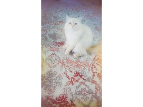 British shorthair beyaz