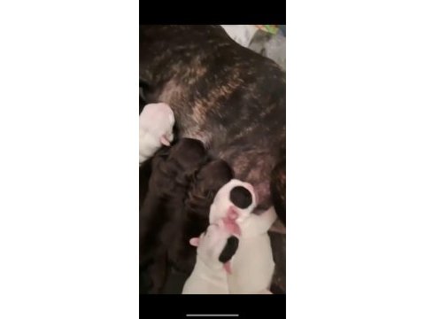 Yeni doğmuş french bulldog yavrular