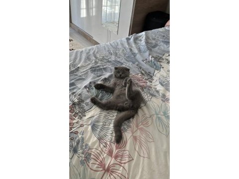 Scottish fold