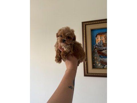 Teacup maltıpoo yavrularımız