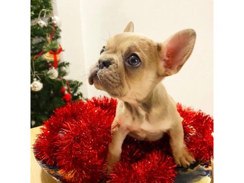 Üst düzey french bulldog yavrularımız