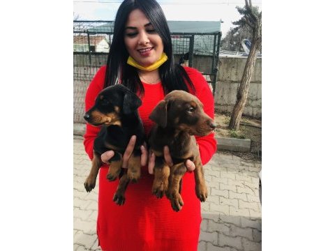 Sağlık ve ırk garantili doberman yavrularım