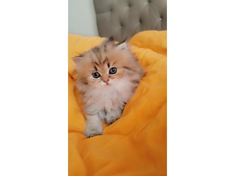 Full şecereli şampiyon ebeveynlere sahip british longhair