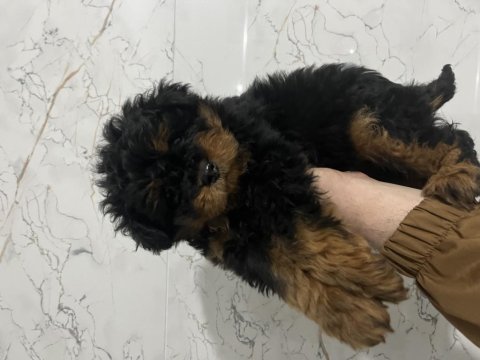 Fantom maltipoo nadir renk