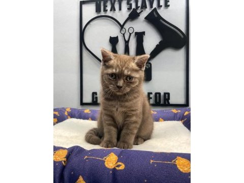 Çikolata tortie british shorthair
