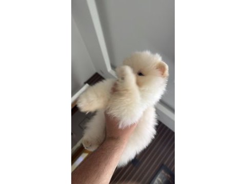 Safkan pomeranian boo yavru 2.5 aylık