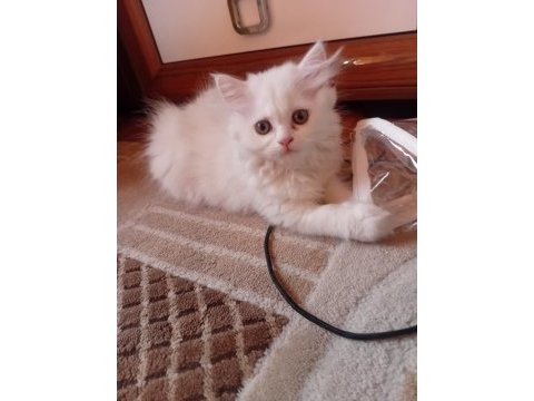 Yarı british yarı persian